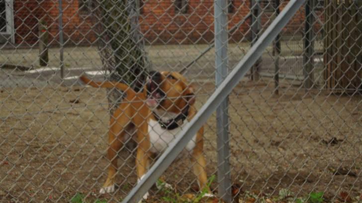 Amerikansk staffordshire terrier Ares - vvvvvooooooffffff billede 15