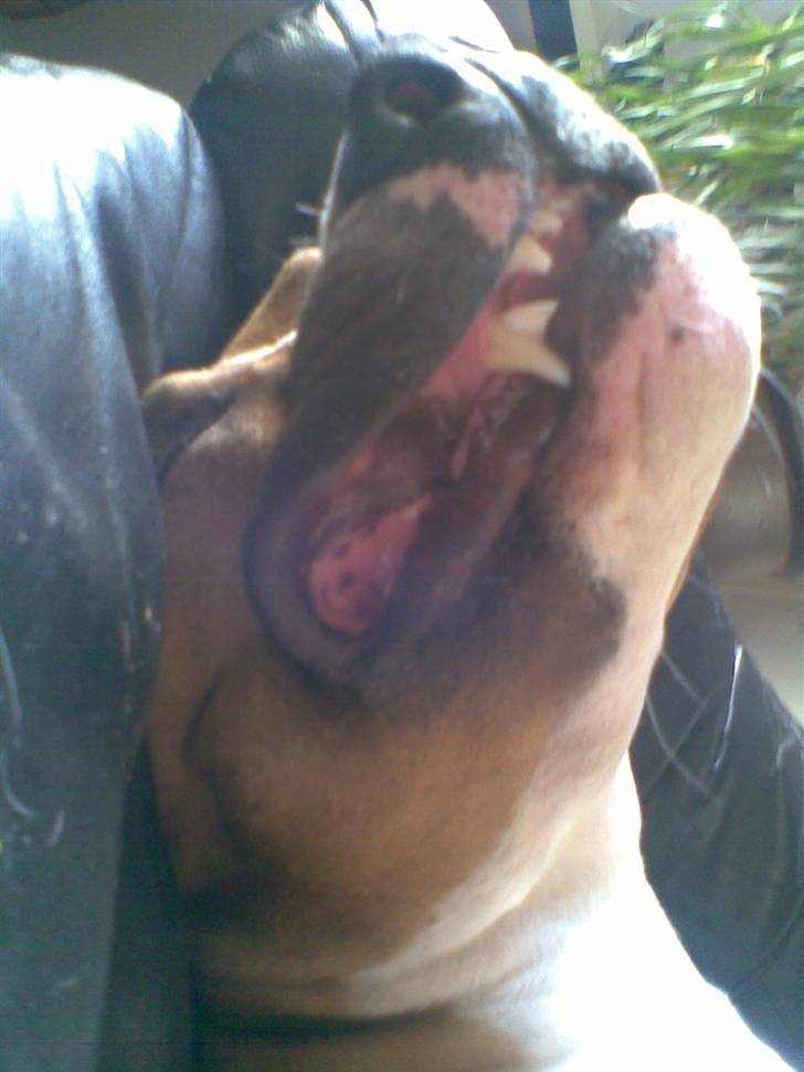 Amerikansk staffordshire terrier Ares - ZZzzzzZ billede 16