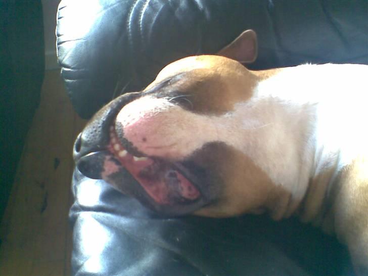 Amerikansk staffordshire terrier Ares - ZZZZzzzzZZZZ billede 17