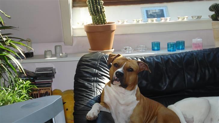 Amerikansk staffordshire terrier Ares - så smuk er jeg billede 18