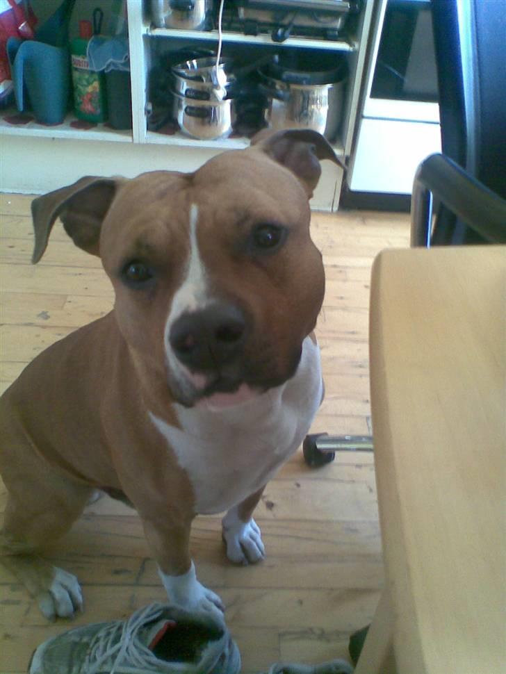 Amerikansk staffordshire terrier Ares billede 19