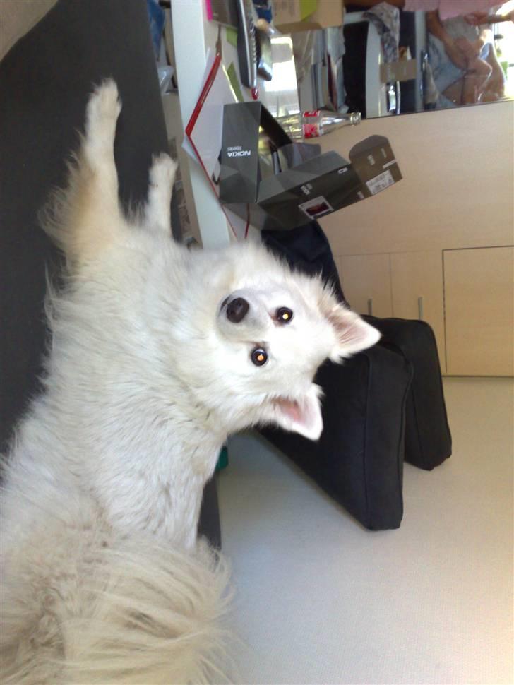 Japansk spids Chiki billede 1