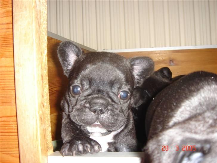 Fransk bulldog Koda (Lancome's Æmmerick) - Jeg vil rigtig gerne ud og kæle allerede anden gang mor så mig :) billede 1