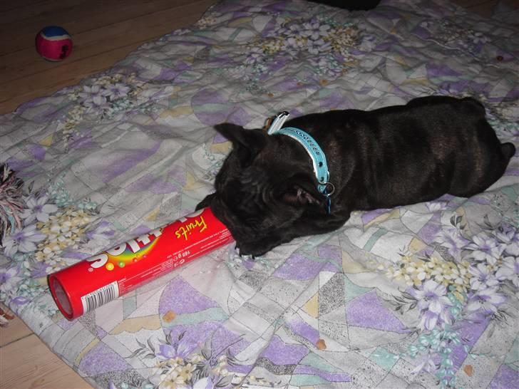 Fransk bulldog Koda (Lancome's Æmmerick) - Min rigtige sjove Skittles pakke - den kan nemlig rulle billede 2