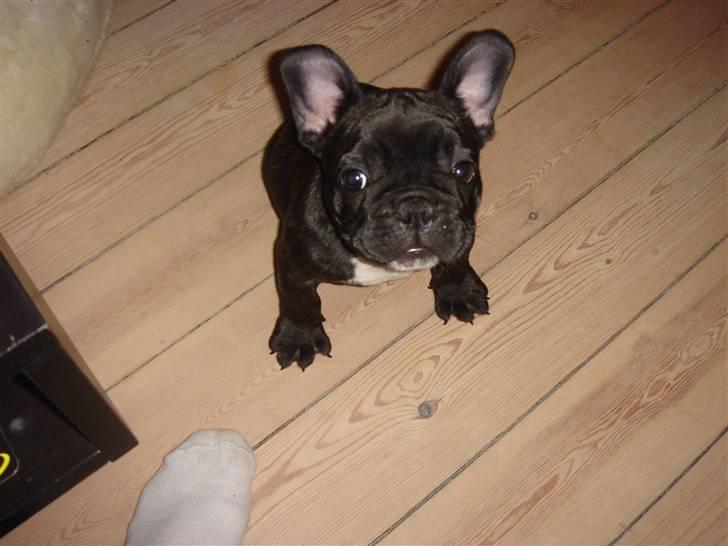 Fransk bulldog Koda (Lancome's Æmmerick) - Jeg er bare sød - ingen diskussion :) billede 3