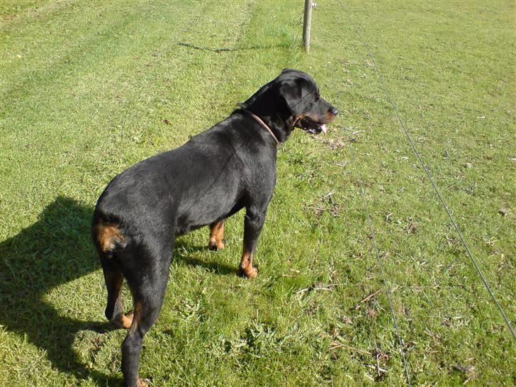 Rottweiler Zenta - En meget nysgerrig Zenta, hun står og kigger på hestene som går i folden...også før hun fik stød... billede 11