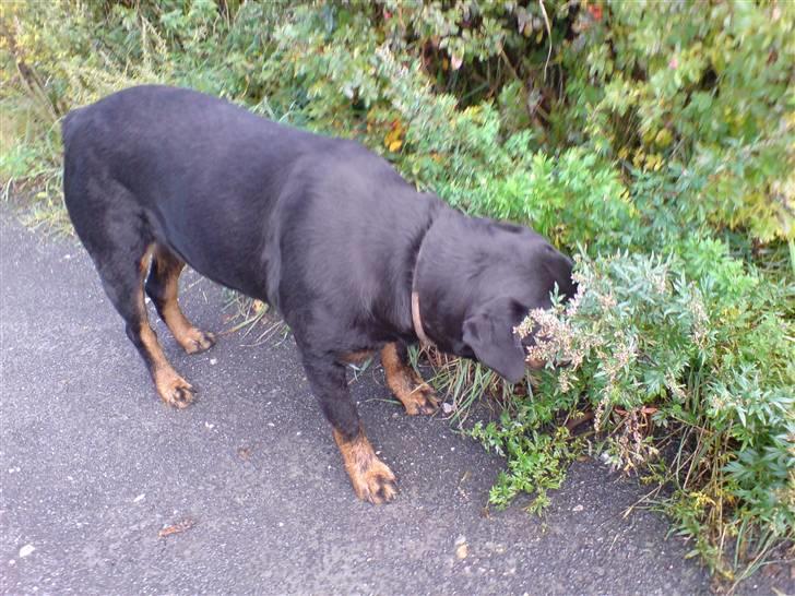 Rottweiler Zenta - Zenta er altså meget genert...tihi... billede 12