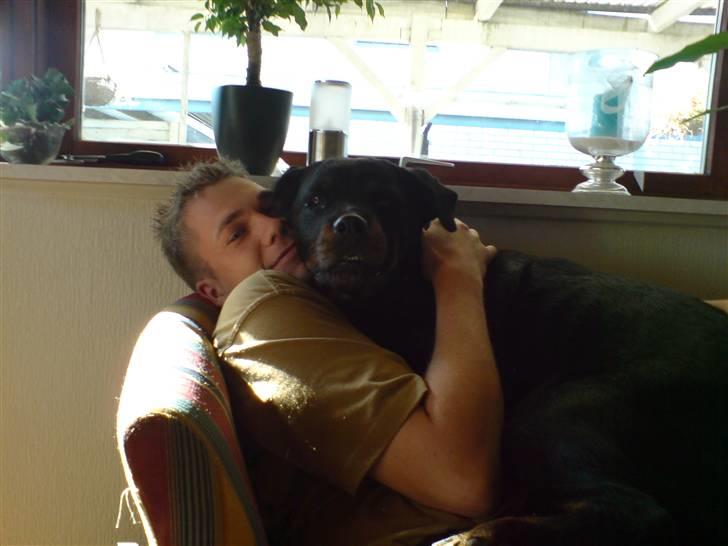 Rottweiler Zenta - Hygge på fars skød billede 13