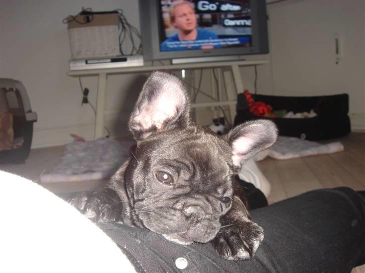 Fransk bulldog Koda (Lancome's Æmmerick) - Putter dejligt i mors skød billede 4