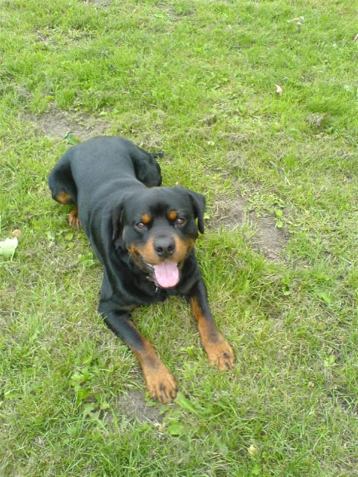 Rottweiler Zenta - Odin, han bor nu på en gård ved mine forældre. billede 15