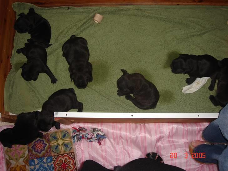 Fransk bulldog Koda (Lancome's Æmmerick) - Mig i midten og lidt for mig selv - mine søskende var lidt vilde billede 5