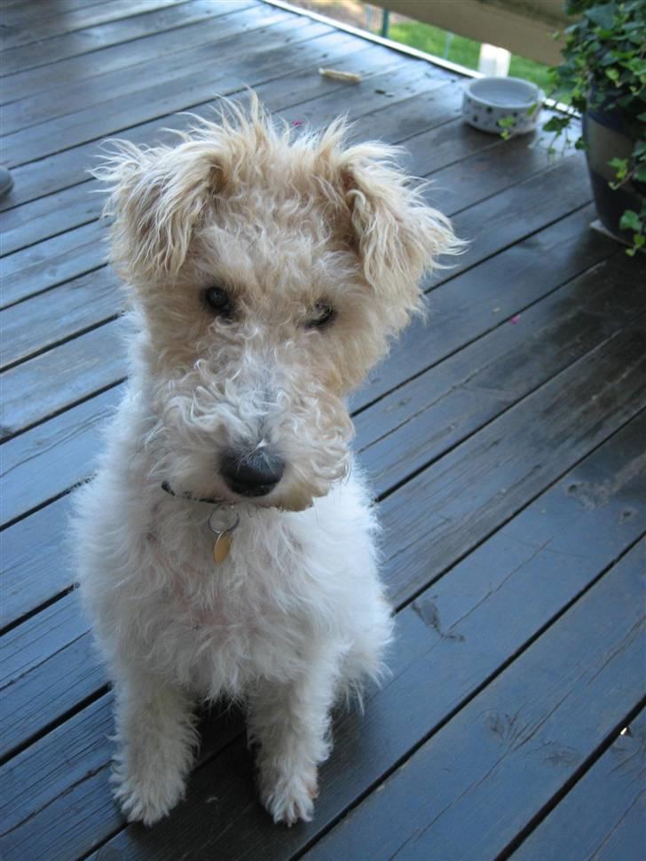 Ruhåret foxterrier Bailey - "Det er bare mig - Bailey. Er jeg ikke bare kær?" billede 1