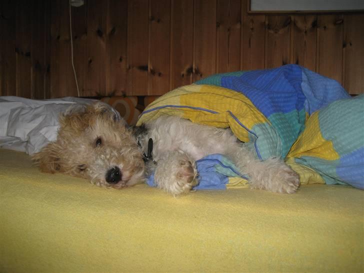 Ruhåret foxterrier Bailey - "Det er godt at være i sommerhus, her må jeg putte under dynen" billede 2