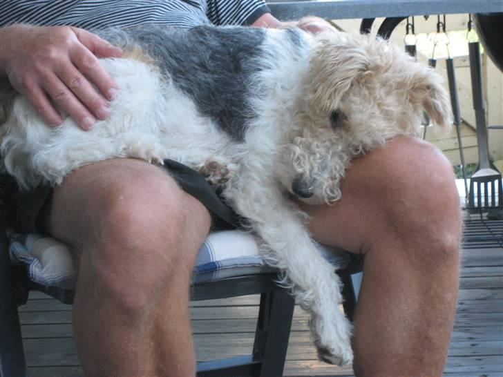Ruhåret foxterrier Bailey - "Jeg er faktisk lidt af et hængetræ - indimellem" billede 3