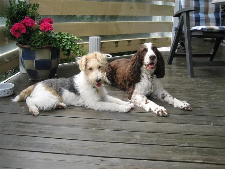 Ruhåret foxterrier Bailey - Mig og min veninde Mille billede 4