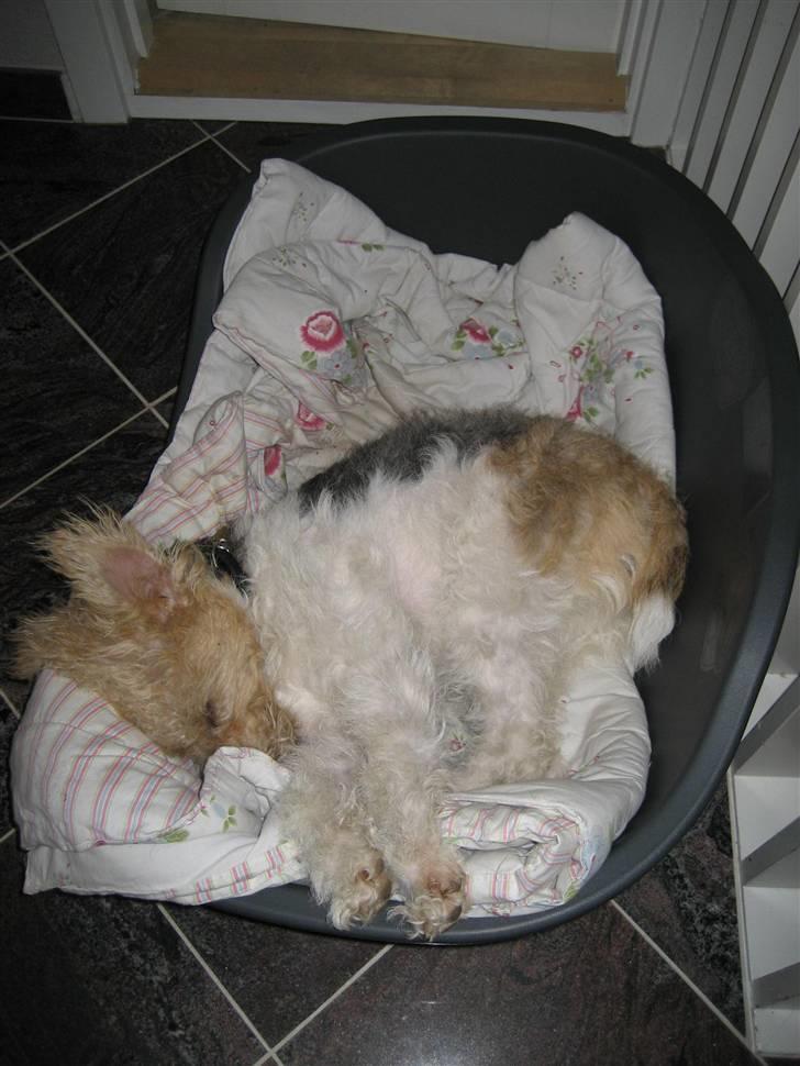 Ruhåret foxterrier Bailey - "Jeg elsker bare min kurv, så kan jeg da få lidt fred" billede 5