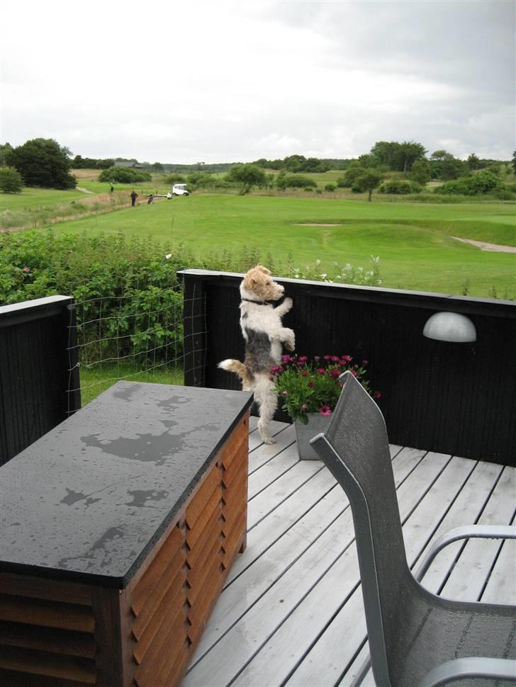 Ruhåret foxterrier Bailey - "Mon jeg kan lære at spille golf?" billede 6