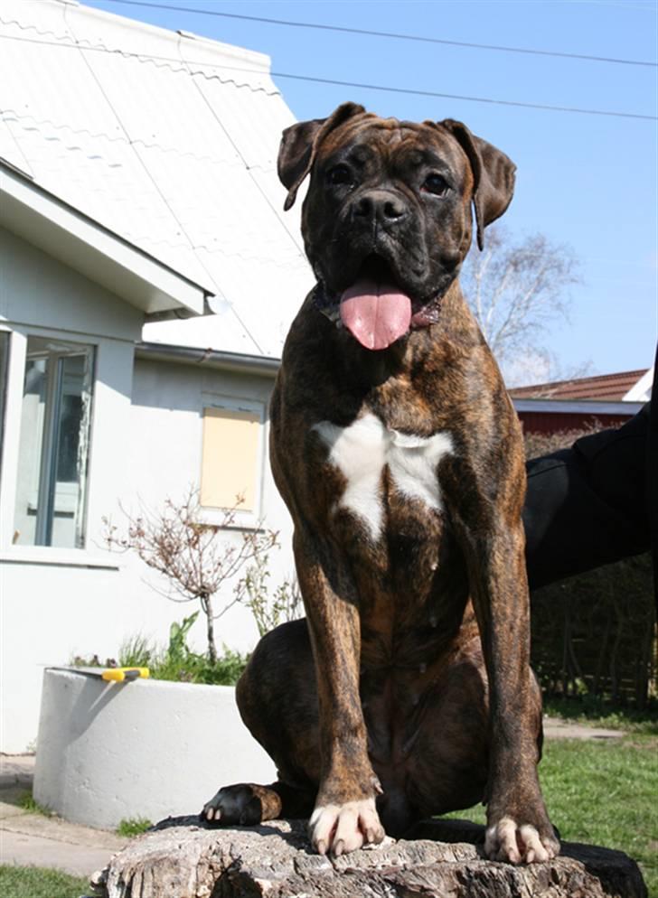 Boxer Emma - Nyt billede. Emma er vokset en smugle :) billede 1