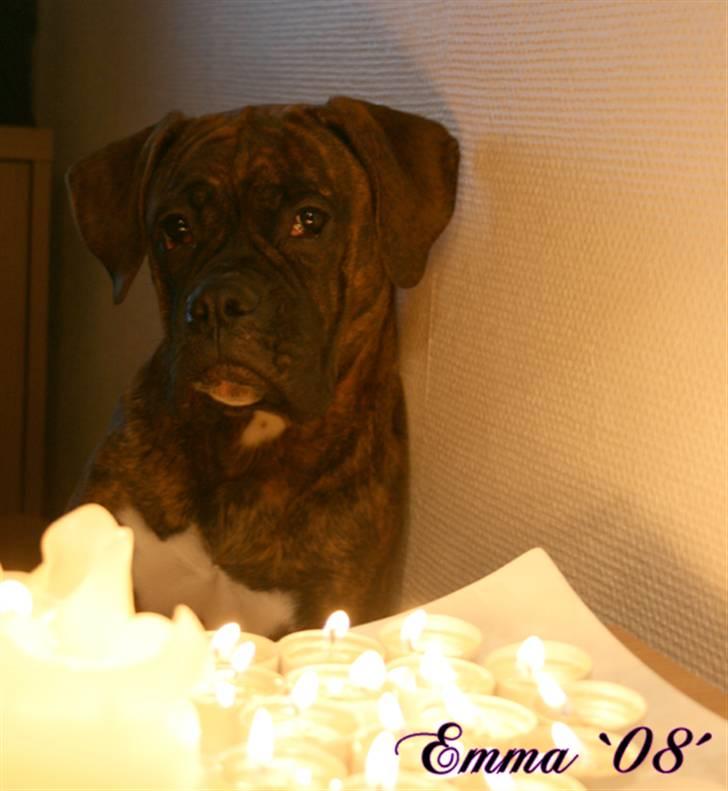 Boxer Emma - Nyt billede. 4 Januar 2008 billede 2