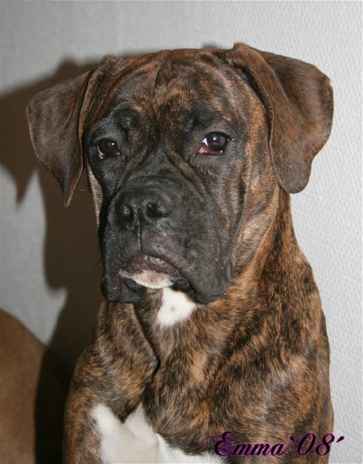 Boxer Emma - Nyt billede. 4 Januar 2008 billede 3