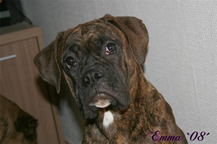 Boxer Emma - Nyt billede. 4 Januar 2008 billede 5