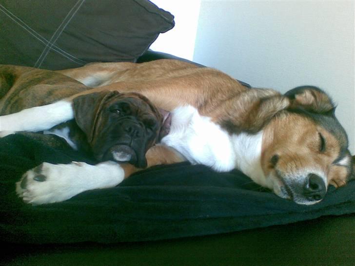 Boxer Emma billede 6