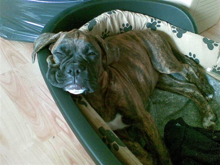 Boxer Emma billede 7