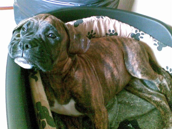 Boxer Emma billede 8