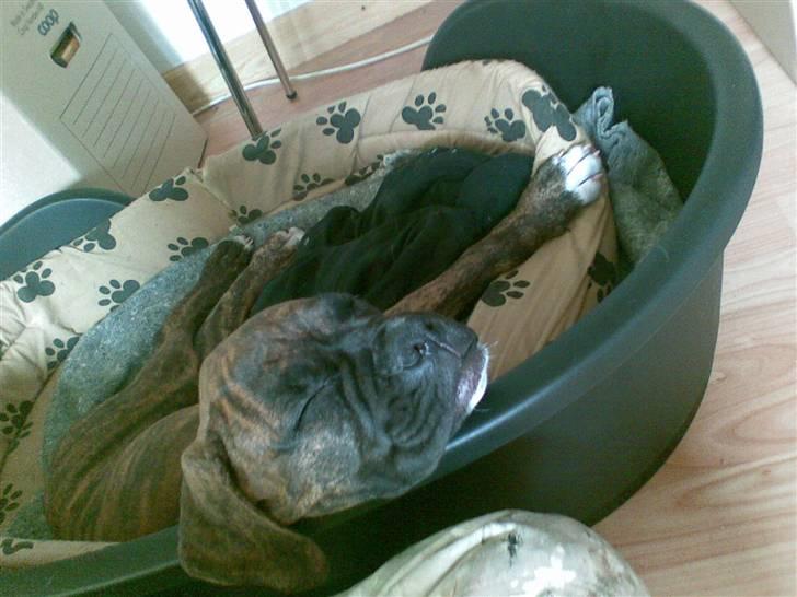 Boxer Emma billede 9