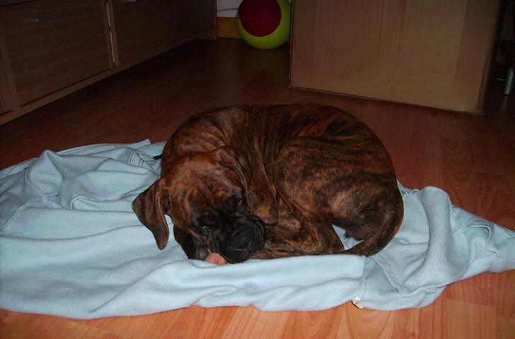 Boxer Emma billede 10