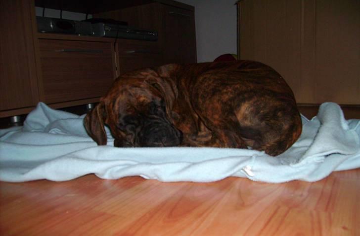 Boxer Emma billede 11