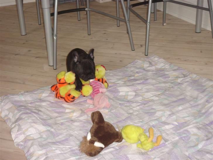 Fransk bulldog Koda (Lancome's Æmmerick) - Mit dejlige legetøj (Noget af det:) ) billede 6