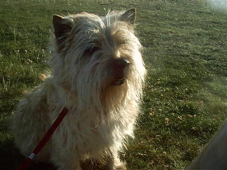 Cairn terrier cairvangens eligius billede 1