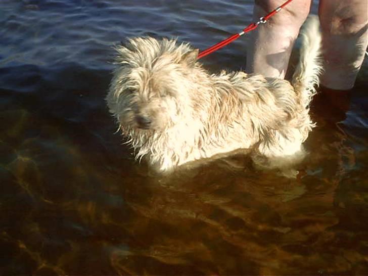 Cairn terrier cairvangens eligius billede 2