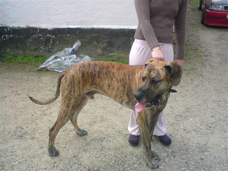 Grand danois molly billede 10