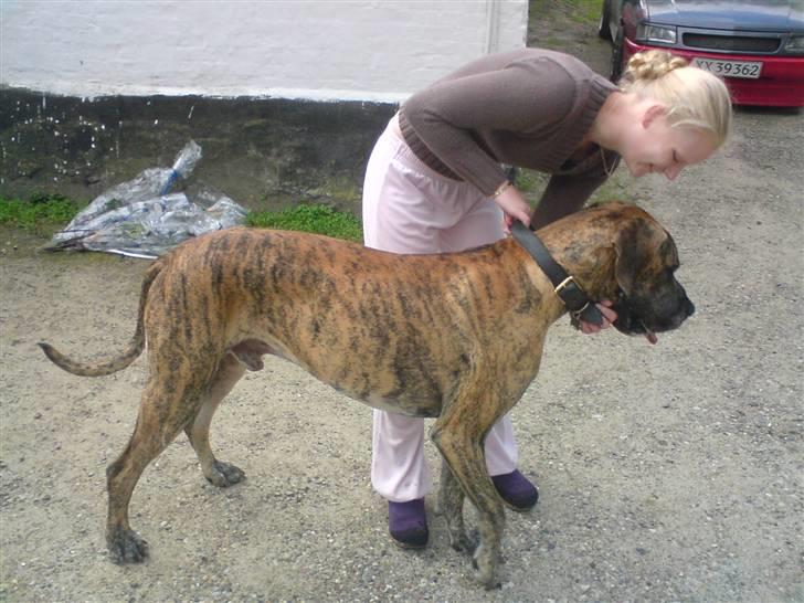 Grand danois molly billede 11