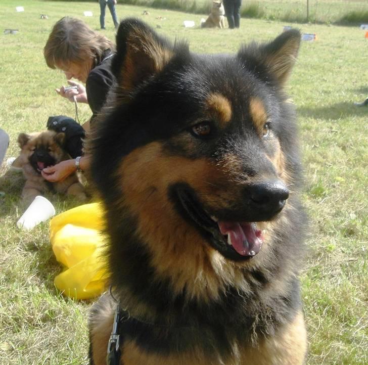 Eurasier Cherié - Til 25 års jubilæum for Eurasieren i Danmark billede 10