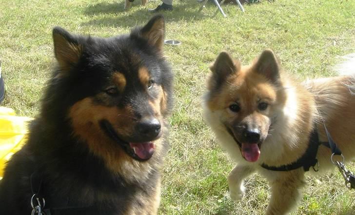 Eurasier Cherié - Her er jeg sammen med søster Tacia billede 11