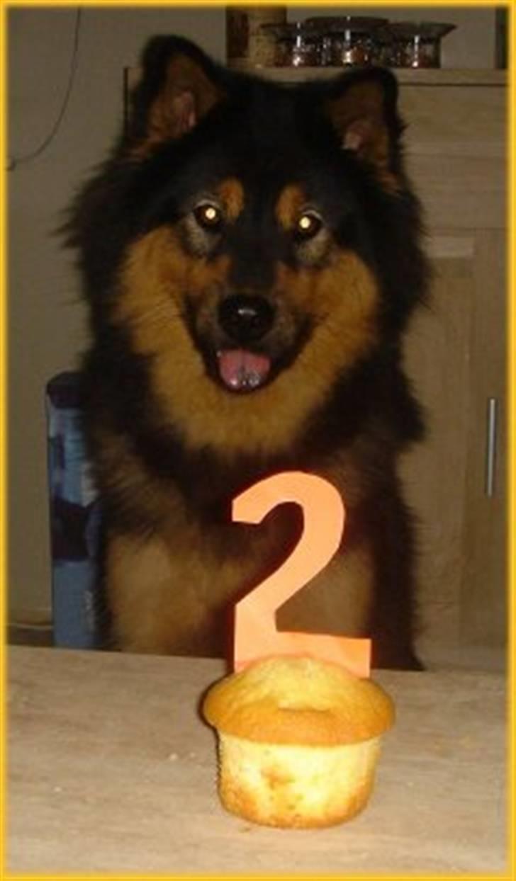 Eurasier Cherié - I juli blev jeg 2 år billede 12