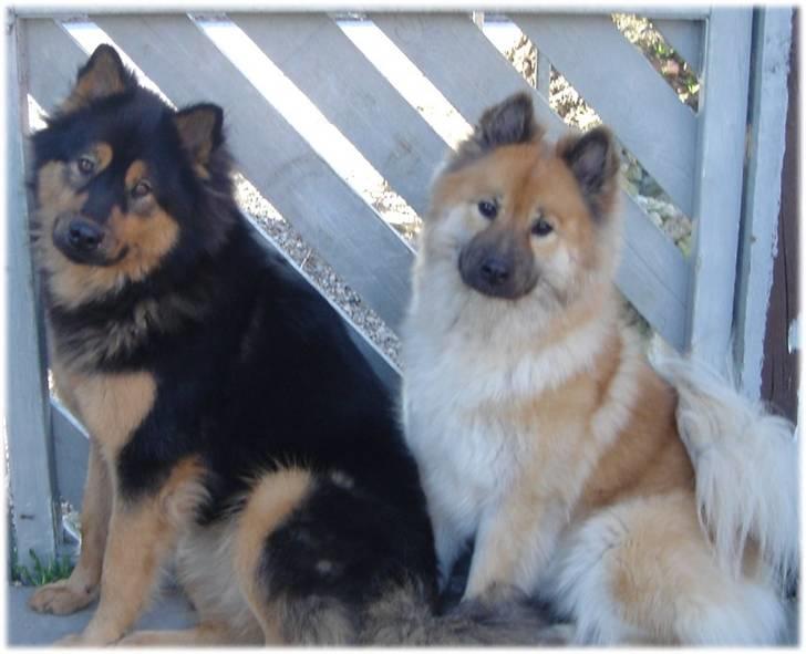 Eurasier Tacia billede 9