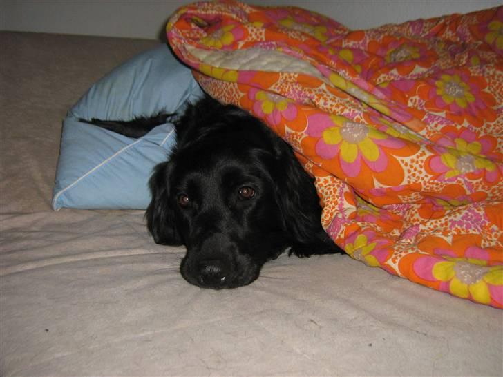 Labrador retriever Stella - Pyha farvel og tak, det var en hård omgang. Giv mig gerne en bedømmelse eller udfordring, så jeg ka lege med de andre hunde :) billede 20