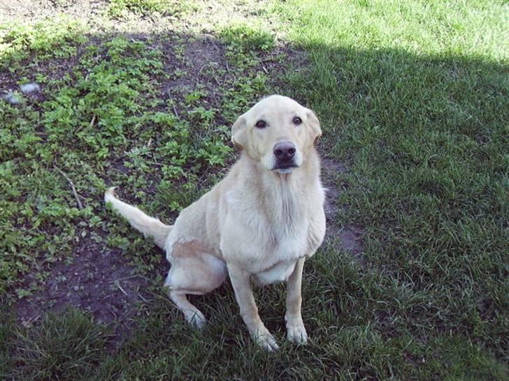 Blanding af racer Tessa *RIP* billede 5