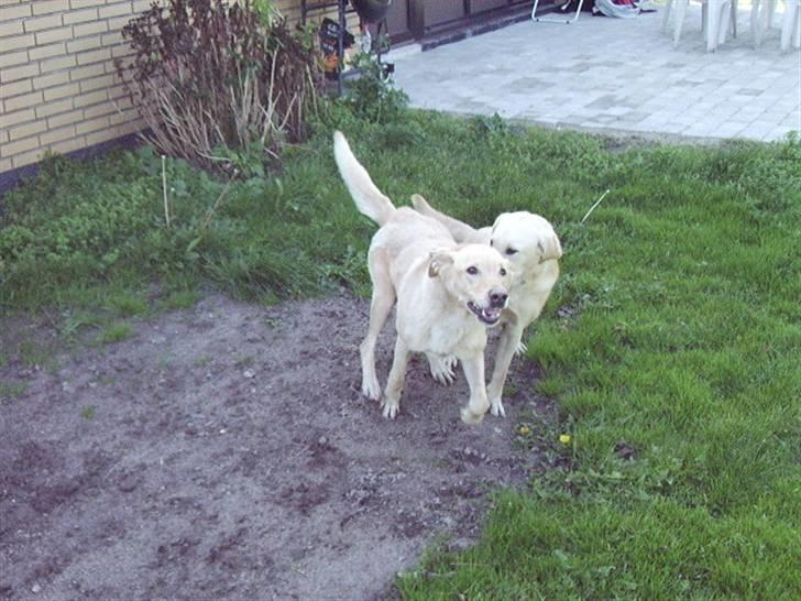 Blanding af racer Tessa *RIP* billede 6