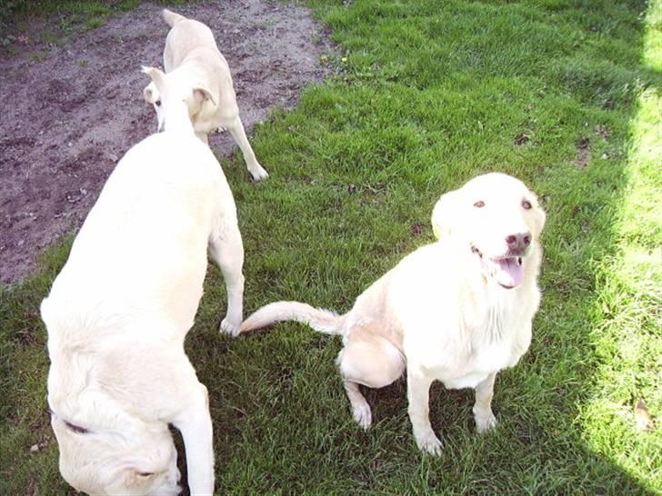 Blanding af racer Tessa *RIP* billede 7