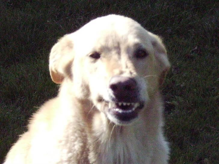 Blanding af racer Tessa *RIP* - grrrrrrrrr... jeg spiser dig... smiler fik lige taget det da hun skulle lukke munden.. ser meget drabeligt ud. billede 8