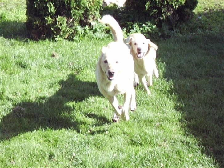 Blanding af racer Tessa *RIP* billede 9