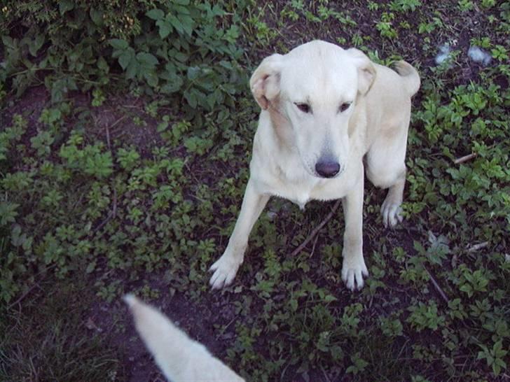 Blanding af racer holly*har fået nyt hjem* billede 6