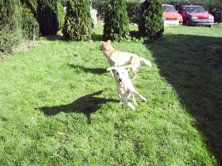 Blanding af racer holly*har fået nyt hjem* - weeeeeeeee....... billede 7