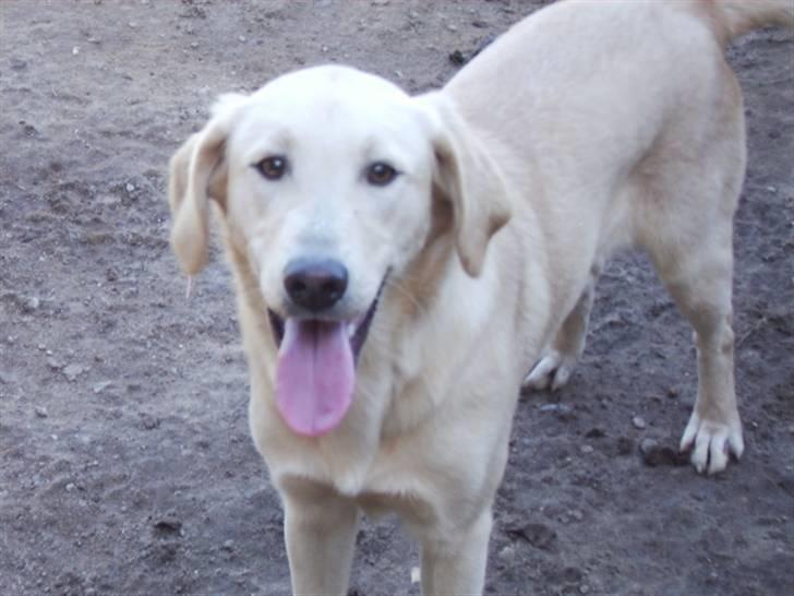 Blanding af racer holly*har fået nyt hjem* billede 8