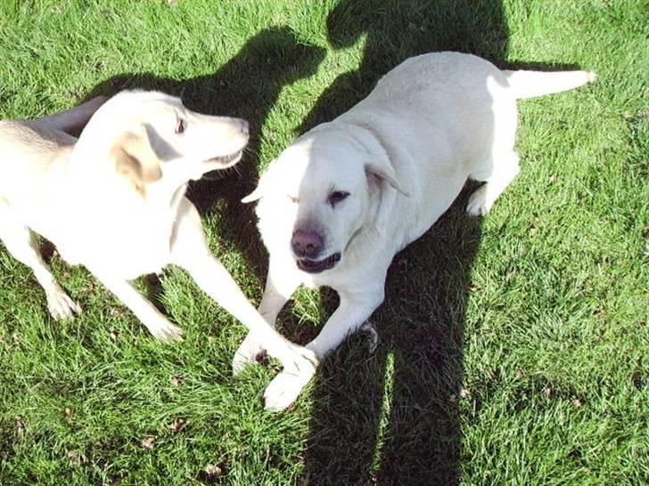 Labrador retriever max  billede 6